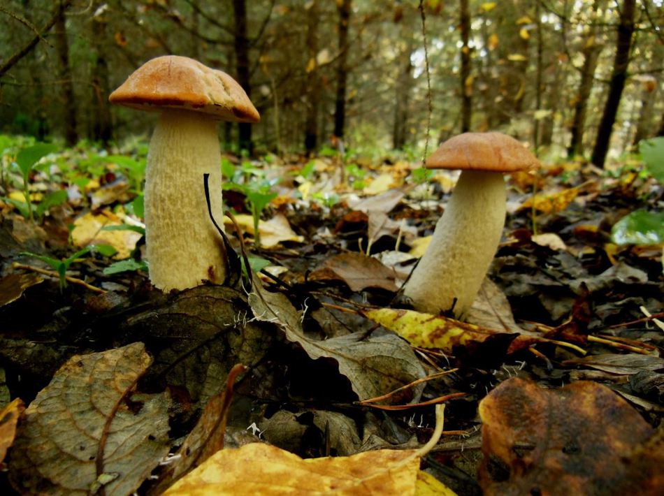 Назвался груздем