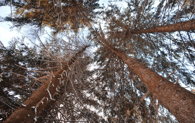 В Перми бесплатно раздают семена дуба и кедра
