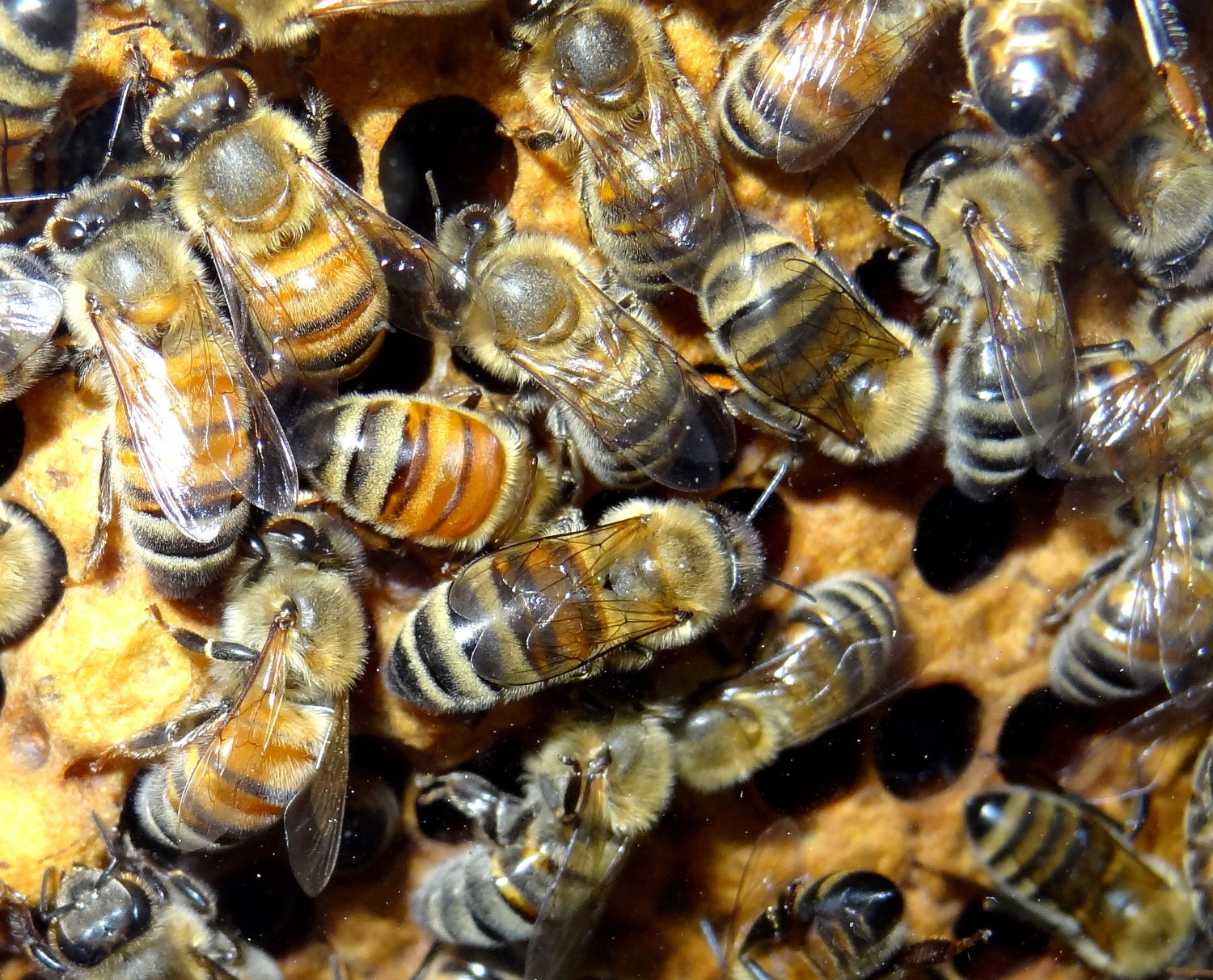 Пермский «Тенториум» будет поставлять продукты пчеловодства в США