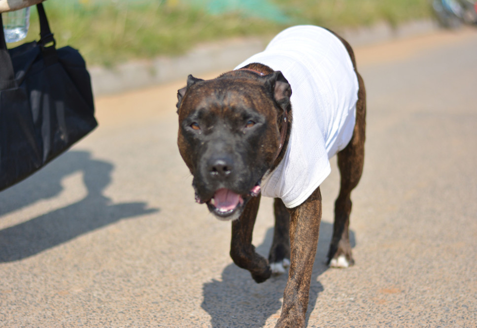 До конца июня в Перми будет установлено 56 бесплатных боксов с пакетами для уборки за собаками