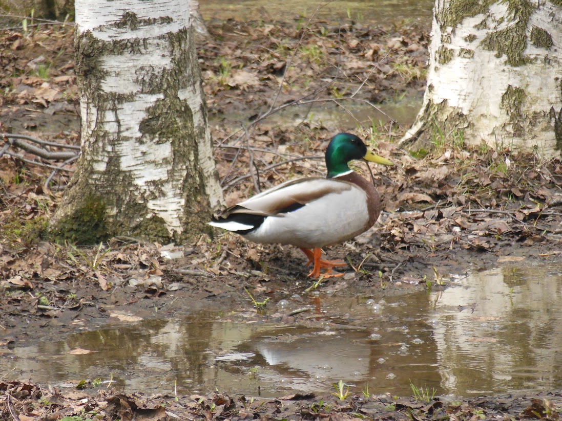 В Перми на Мотовилихинском пруду зафиксировано самое большое количество уток