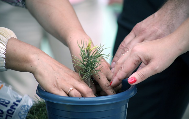Жителям Перми раздадут семена ясеня и саженцы кедра