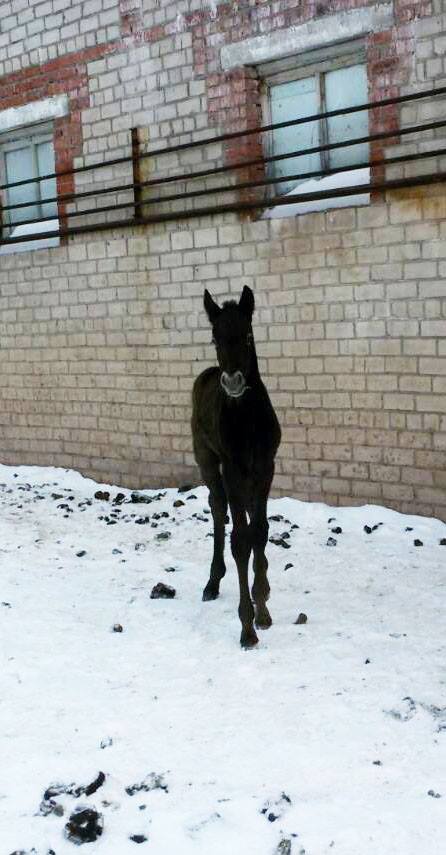 Конный завод просит пермяков придумать имя для месячного жеребенка