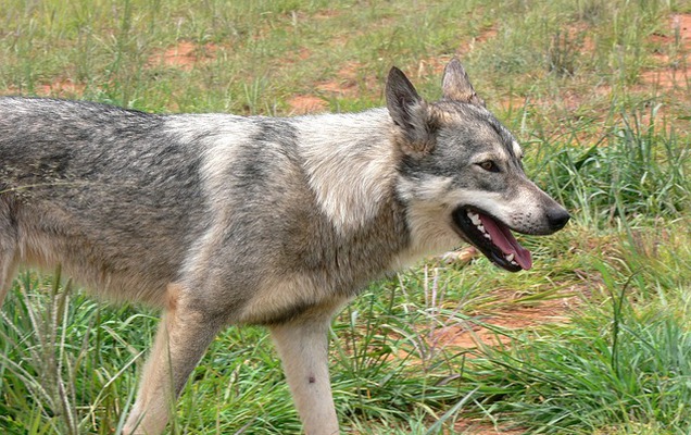 Стая волков угрожает жителям поселка в Прикамье