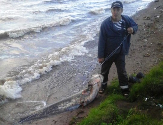 В Прикамье рыбак поймал огромного сома весом в полцентнера