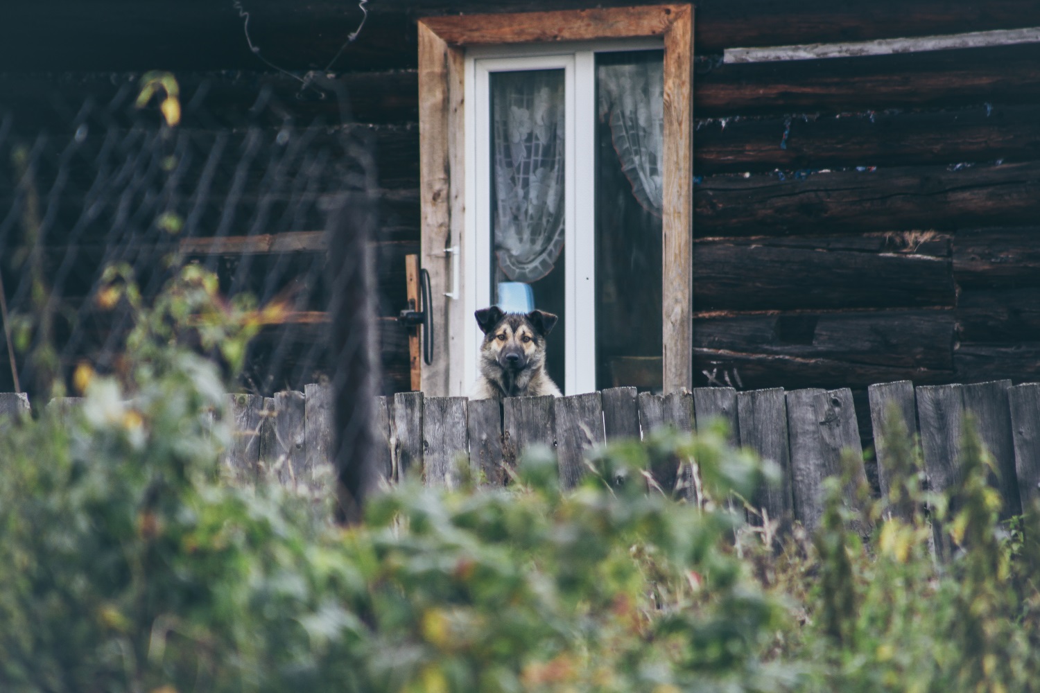 В Пермском крае осудили хозяйку собаки, искусавшей 8-летнюю девочку