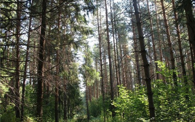 Новыми маршрутами. В Перми обсуждается проект развития Черняевского леса
