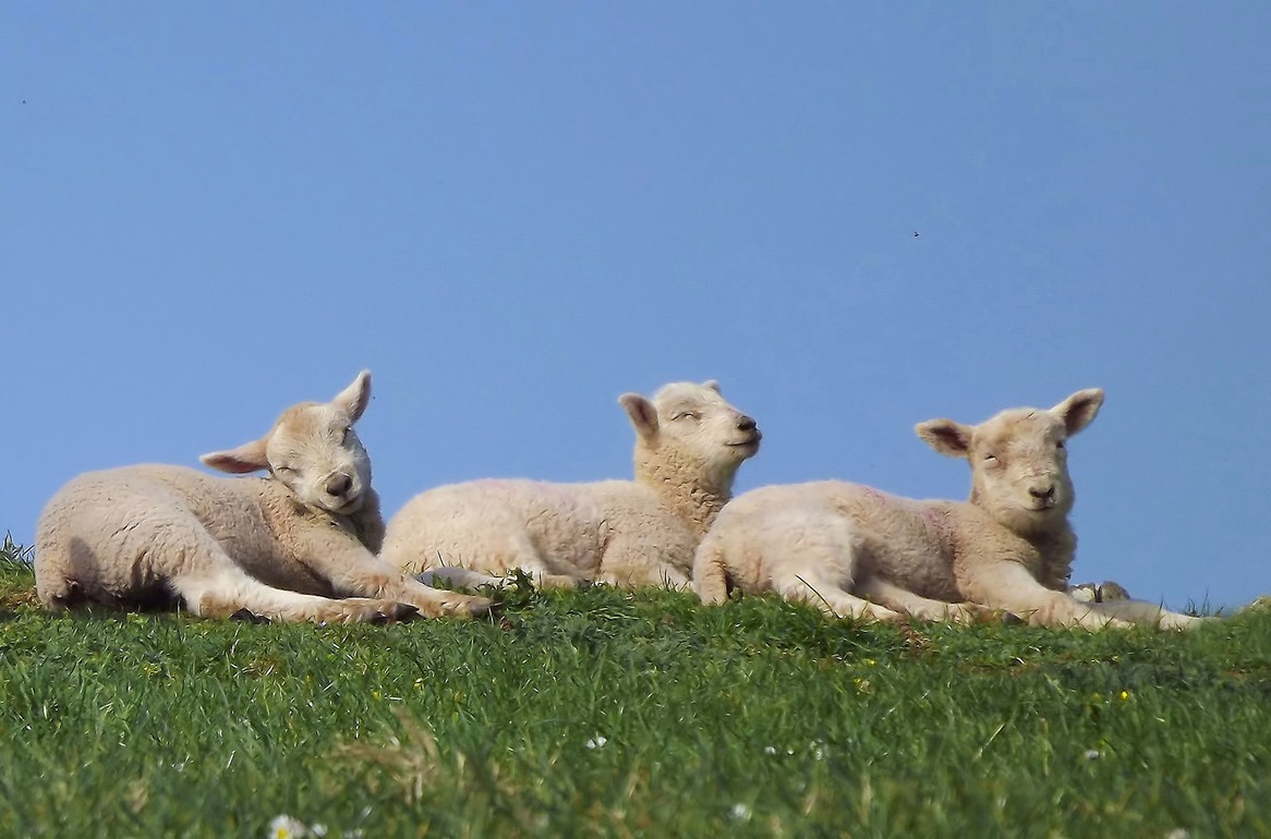 В Пермском зоопарке пополнение: родились детеныши у карликовой овцы, мангуста и тамарина