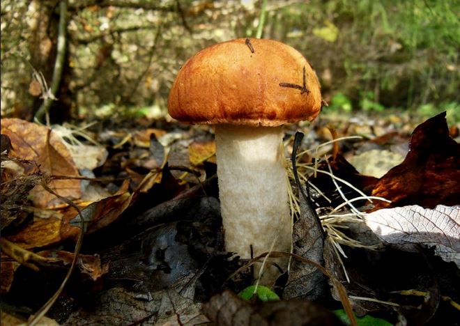 Грибное нашествие: теплые выходные пермяки проводят в лесу и маринуют опята​