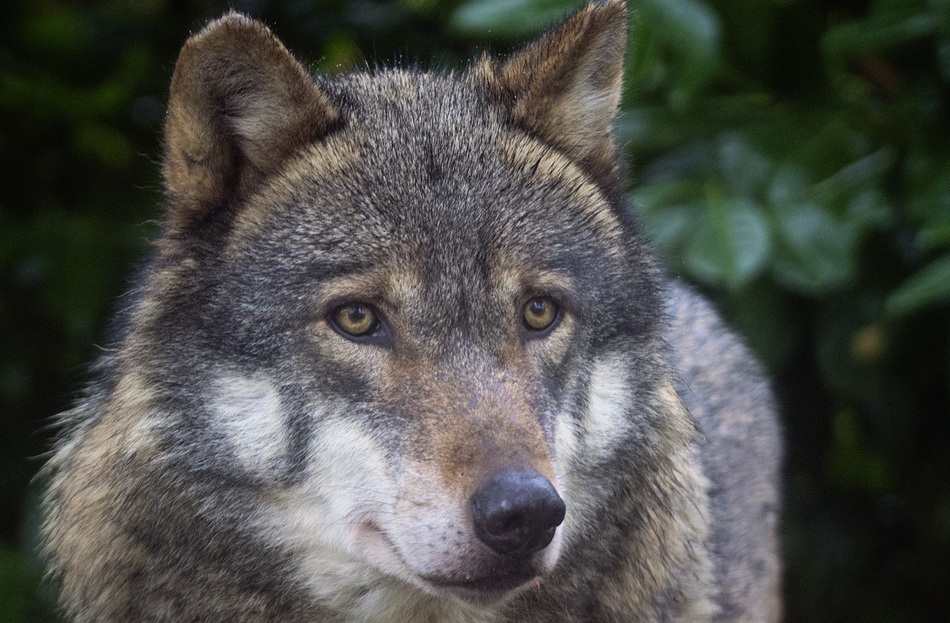 На фермерском хозяйстве в Лысьвенском районе стая волков загрызла около 100 овец