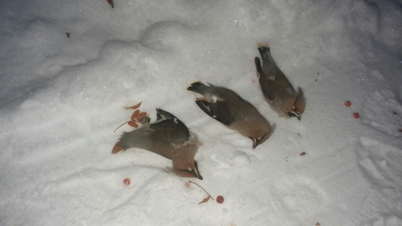 Смертельный холод. Пермский ученый объяснил, почему в морозы гибнут птицы