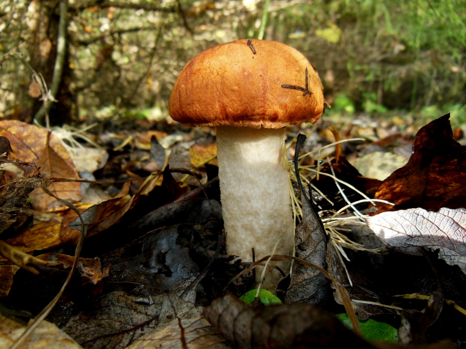 От бензина до грибов