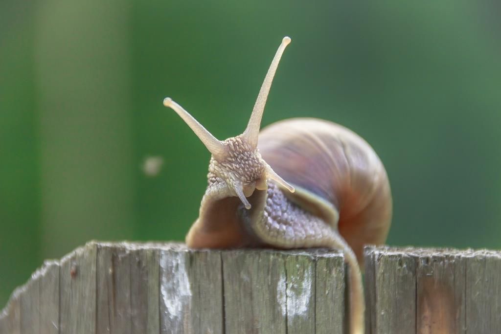 Инвестор не спешит