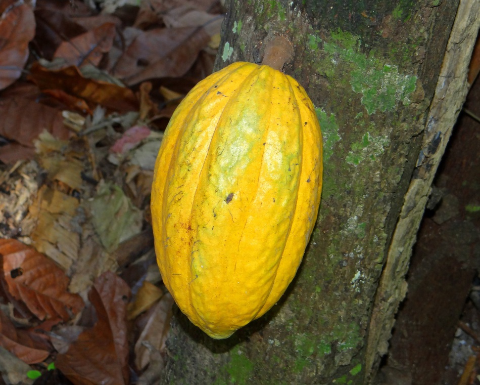 В ботаническом саду ПГНИУ впервые созрел плод какао