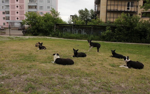 В Перми безнадзорных собак будут стерилизовать на деньги  добровольцев