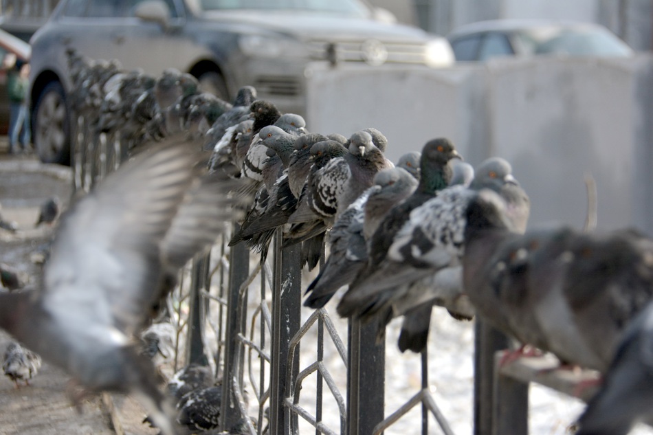 Гибель голубей и обновка для Белогорского монастыря: главные темы дня в Перми