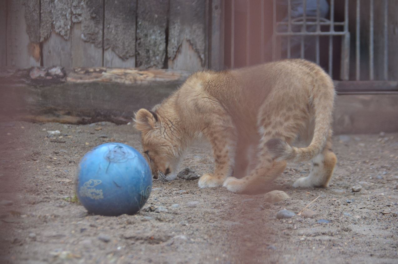 На очереди котики
