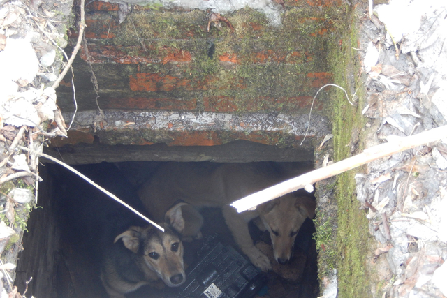 В Перми спасатели вытащили собак, застрявших в овощной яме