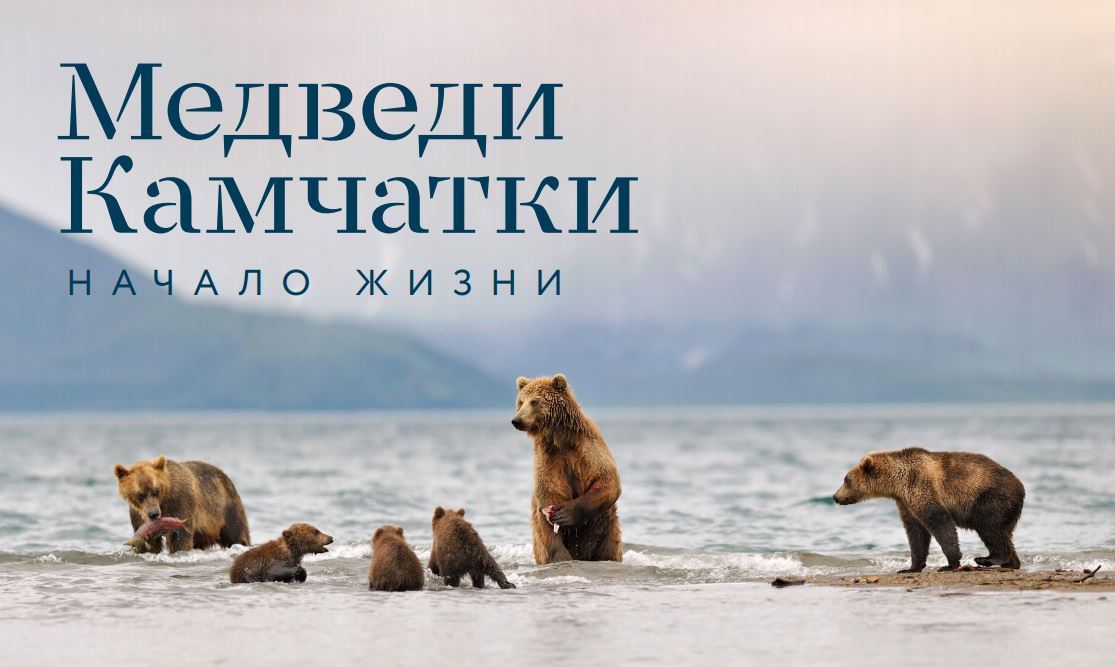 Пермячка Ирина Журавлева выступила продюсером фильма о медведях Камчатки