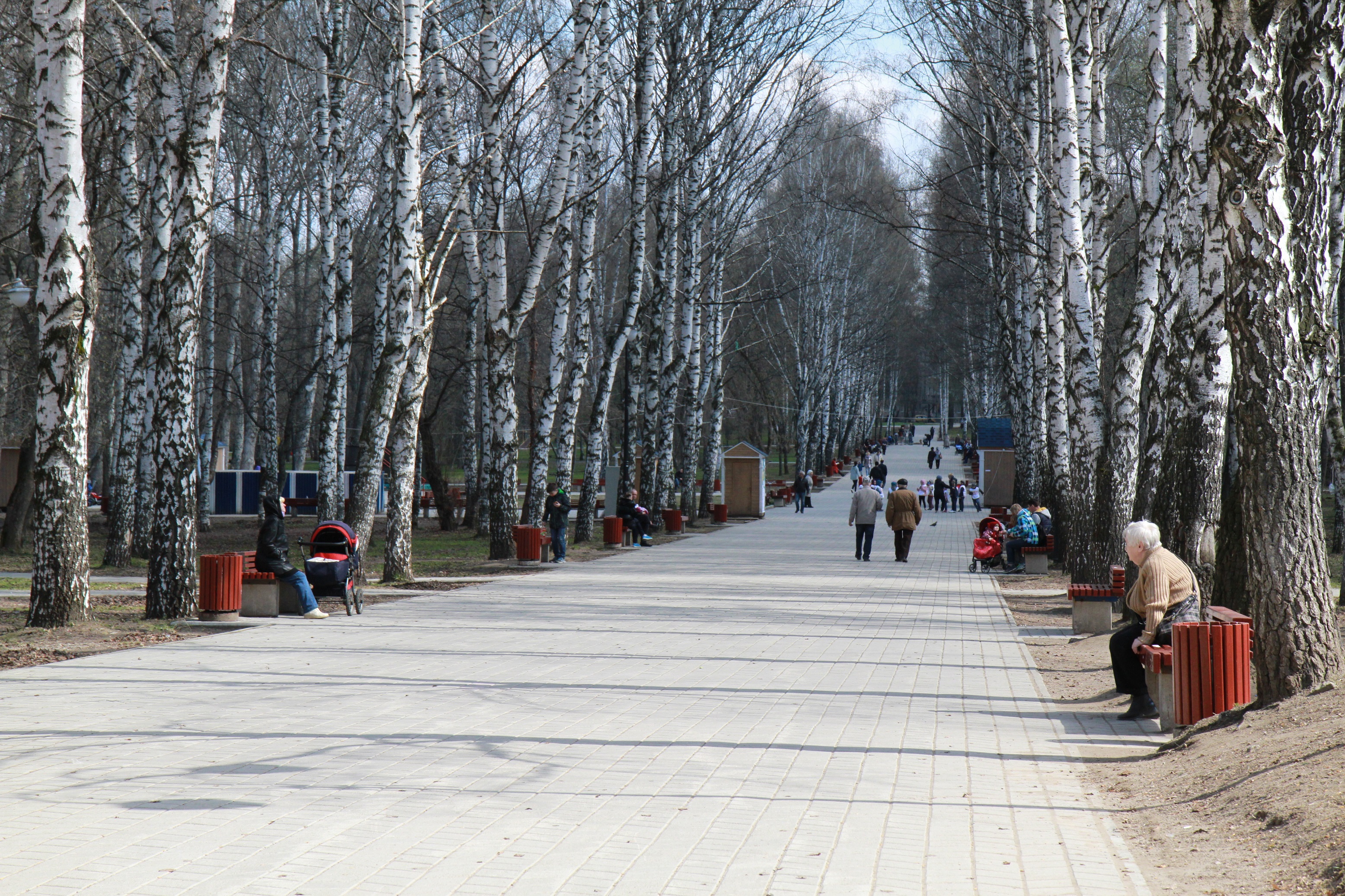 Пермские березы высадят в парке около Кремля
