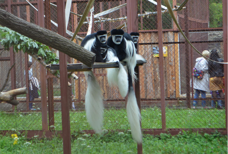 Зоопарк магнитогорск семейный парк. Новосибирский зоопарк вольеры. Дикое родео зоопарк. Родео стампид. Игра родео зоопарк.