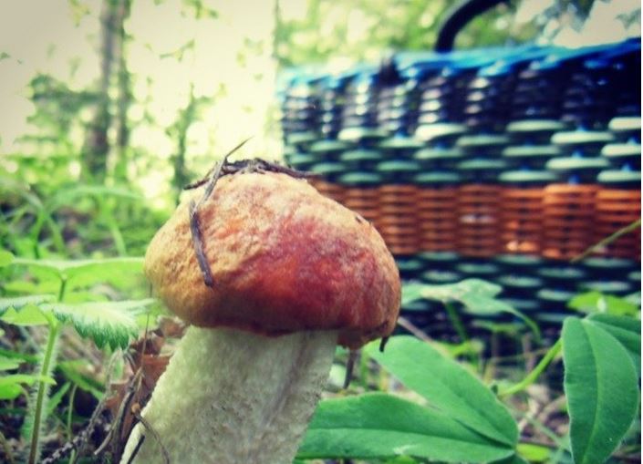 В минувшие выходные в лесах Пермского края потерялись 19 грибников