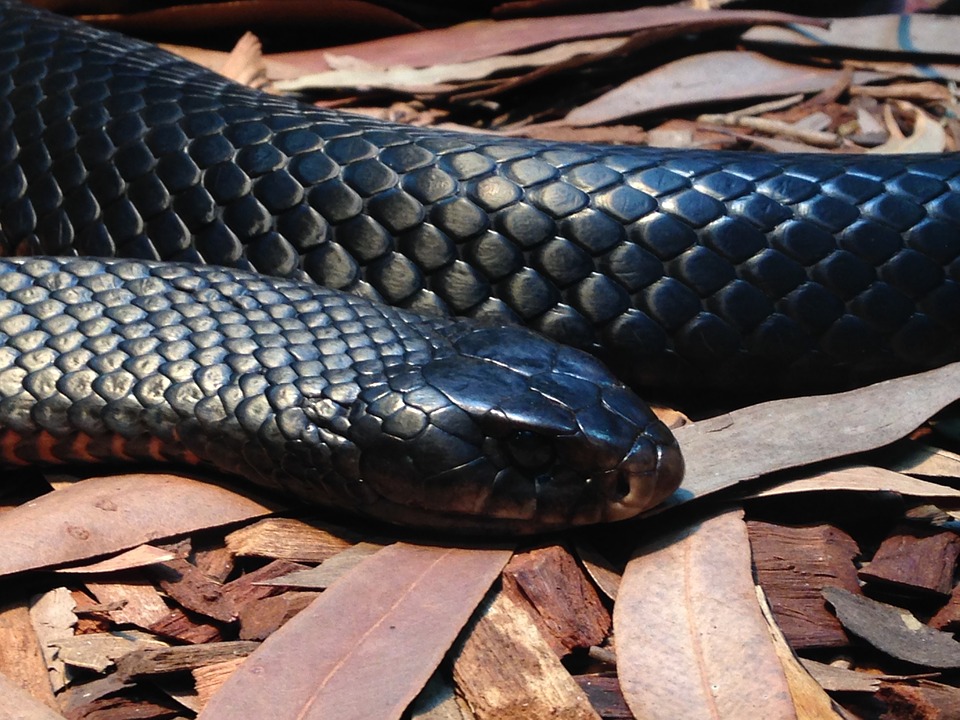 Специалисты опровергли информацию о «нашествии» змей из-за жары в Прикамье