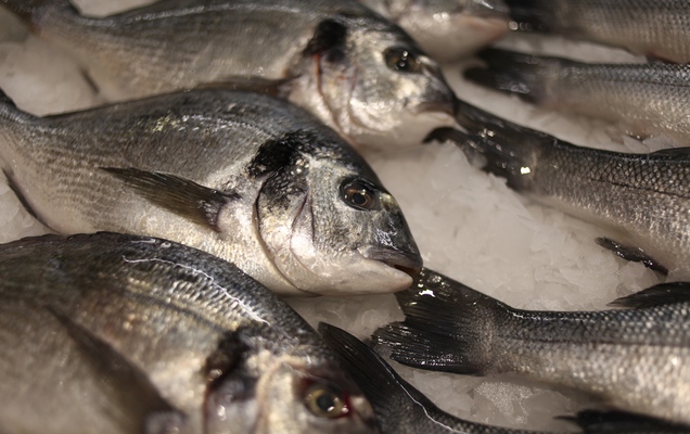 ​В Лысьве погибла рыба из-за нарушений на предприятии
