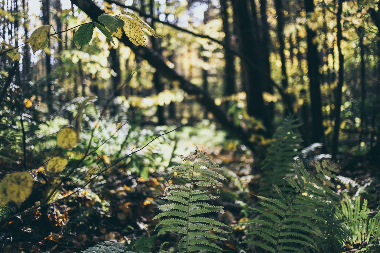 В Перми еще четыре территории получат статус «особо охраняемых природных зон»