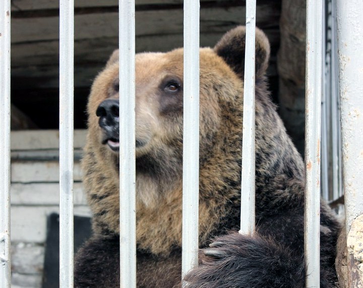 В Пермском крае волонтеры собрали больше 40 тысяч на спасение медведицы