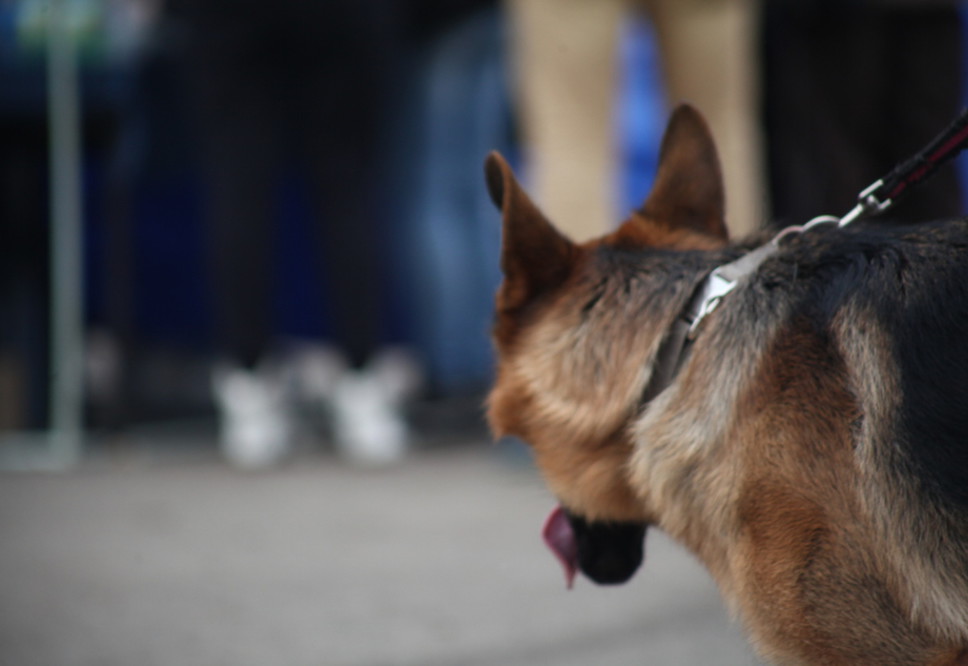 В Перми будет возобновлен отлов бродячих собак