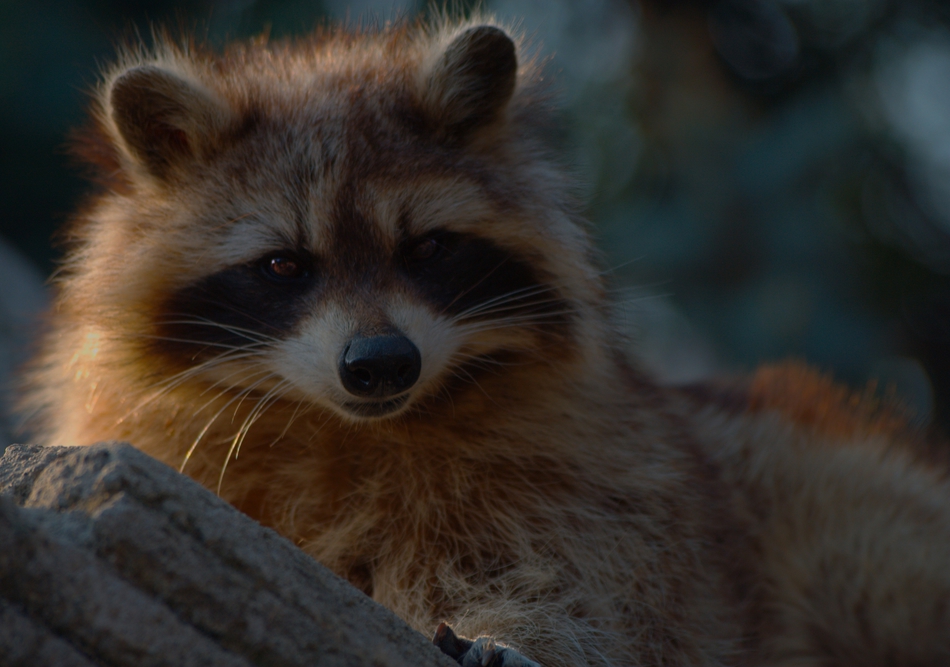 ​Из Краснодарского края в Пермь привезли енота для домашнего содержания