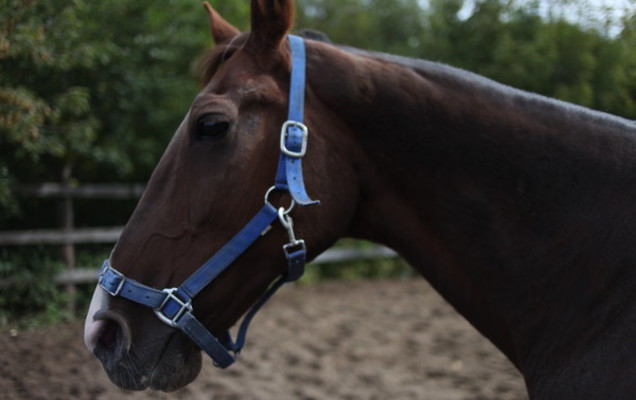 ​Ипподром среди ясного неба