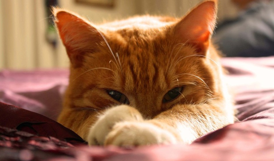 Выходные в городе