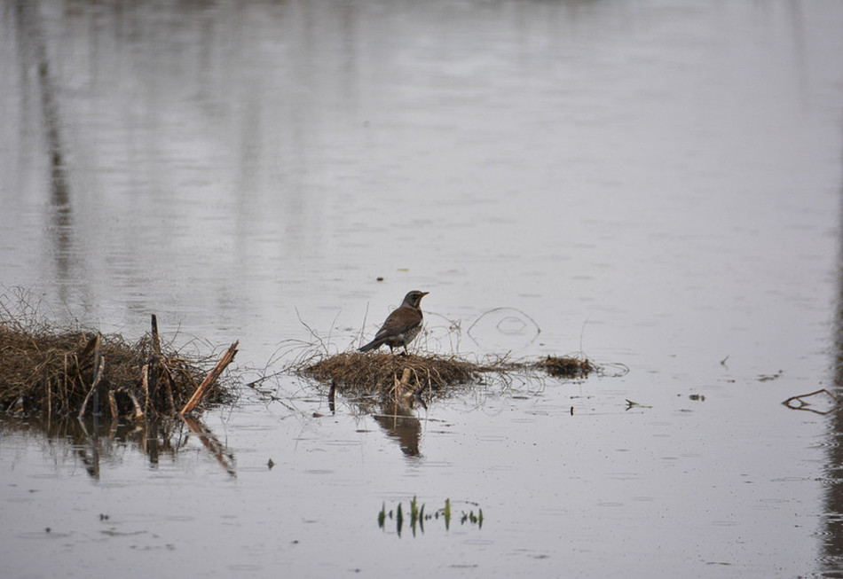 Реконструируемая часть набережной Камы может уйти под воду из-за паводка