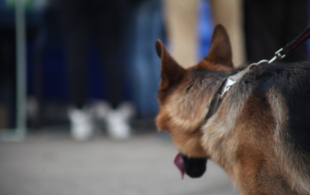 В Перми за растрату осудили экс-директора пермского муниципального приюта для животных
