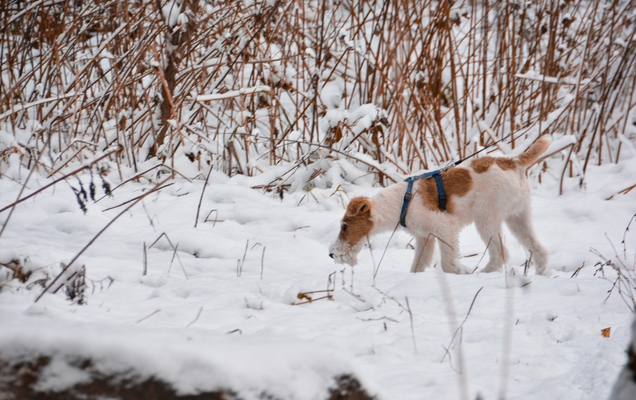 ​Пермь ожидает арктическое вторжение, заморозки и снег