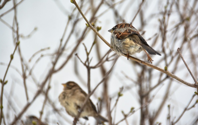 В Перми побит очередной суточный температурный рекорд