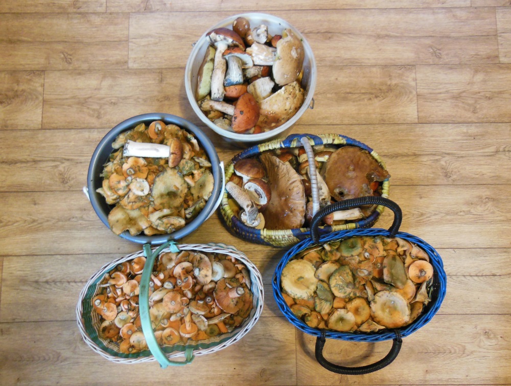 Идите лесом: ТОП-5 советов отправляющимся на природу от МЧС