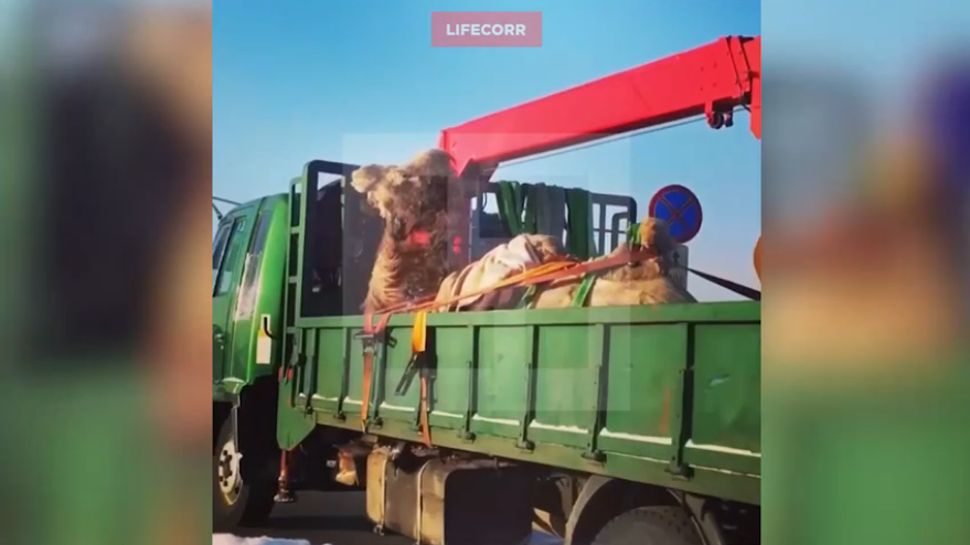 В Перми связанного верблюда доставляли в частный зоопарк в открытом грузовике
