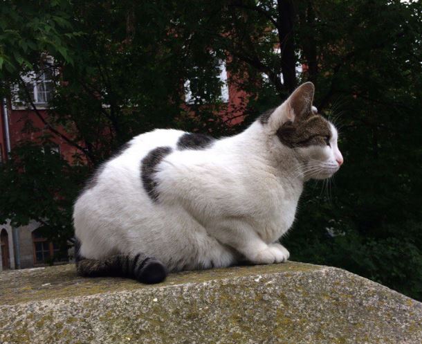 В ПГНИУ скончался кот Марсик – талисман университета