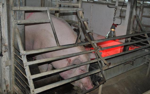Для пермского свинокомплекса ищут нового арендатора