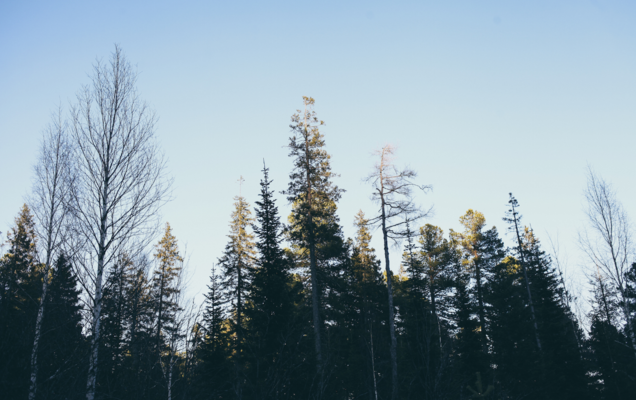 ​В Прикамье в лесу пропали шестилетний мальчик с дедом