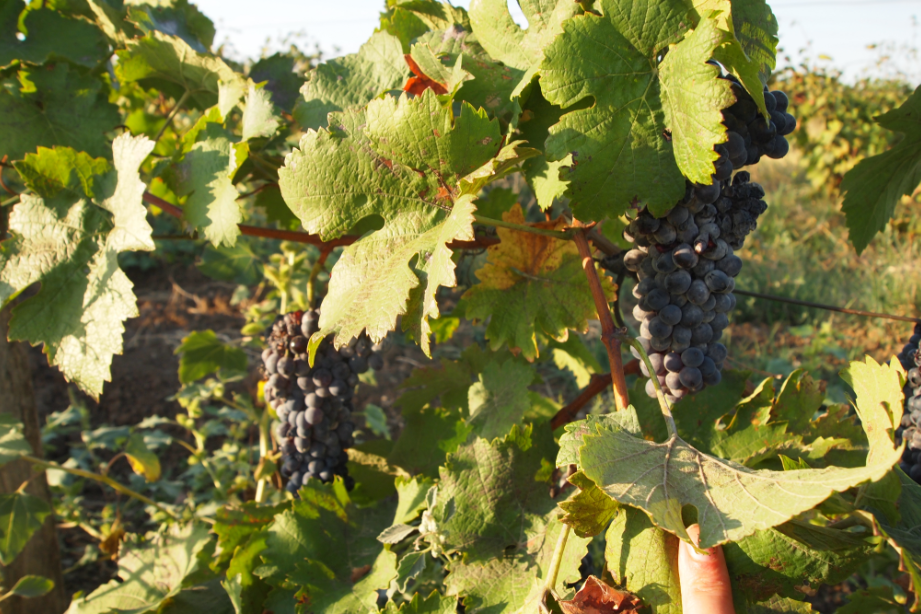 Без вина виноватые