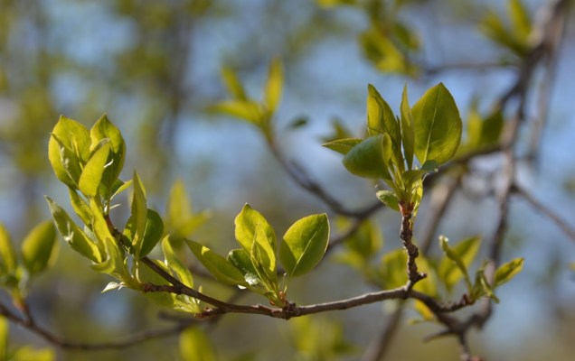 Объем инвестиций в лесную отрасль Прикамья за последние 6 лет превысил 23 млрд рублей