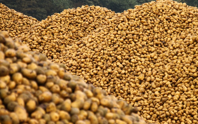 В Прикамье убрано почти 6 тыс. тонн зерна и 83 тонны картофеля