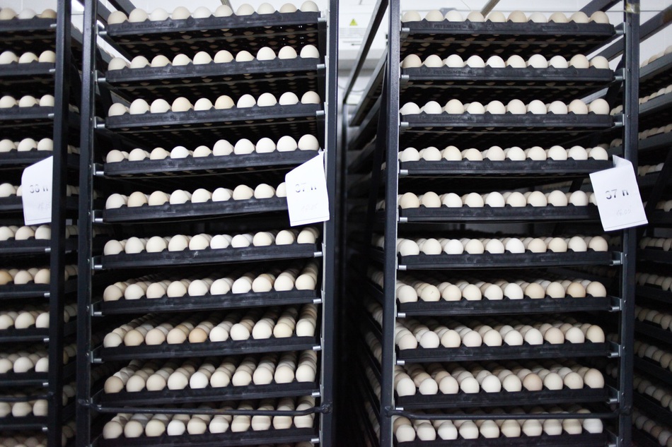 Платошинская и Кишертская птицефабрики сменят собственника