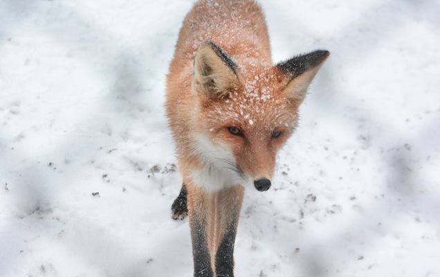 В Прикамье зафиксированы новые случаи нападения бешеных лис на людей