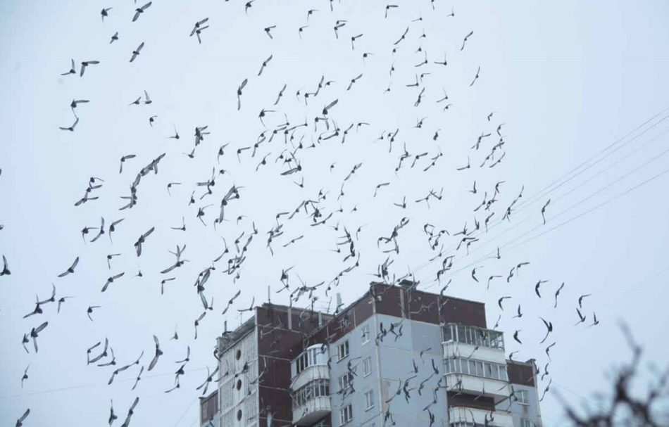 ОБЗОР СВЕЖЕГО НОМЕРА «BUSINESS CLASS» № 2 (559) от 25 ЯНВАРЯ 2016 ГОДА