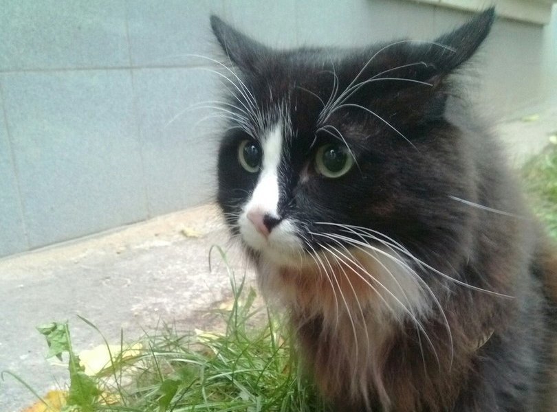 ​Потерявшийся в Москве кот пермского театра «У моста» нашелся